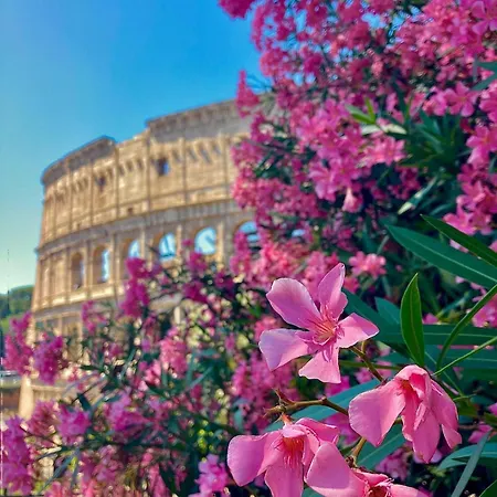 Cozy Colosseo *